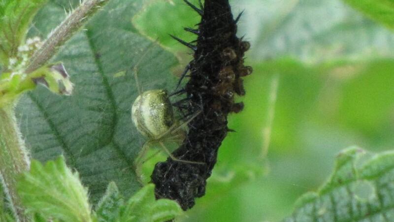Eyes on nature: the larva-targeting candy-stripe spider that Frank Smyth saw