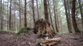 Worldwide test measures carbon released from forest deadwood