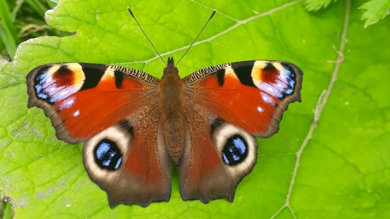 Peacock butterfly