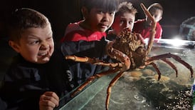 What do aliens look like - a crab or an octopus?