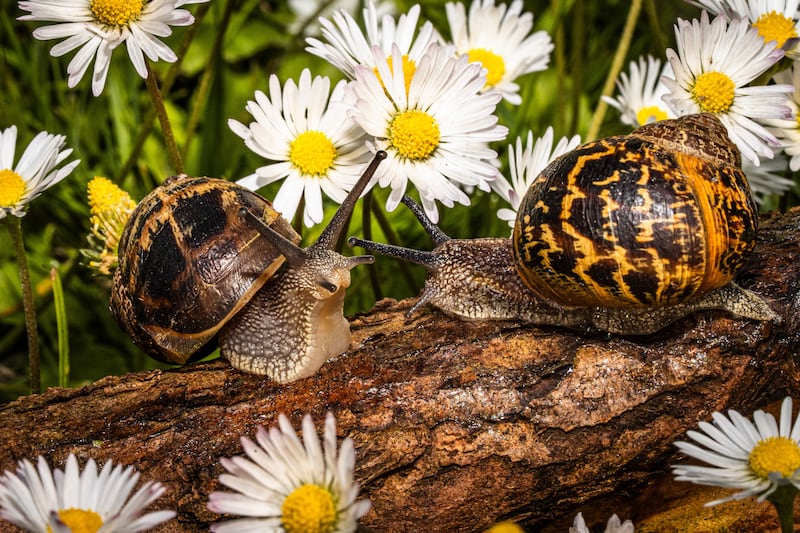 'Garden Dwellers' was shortlisted. Photograph: Aleksandra Shylo