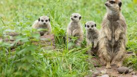 One meerkat, one vote: ‘ballots’ are not the preserve of humans