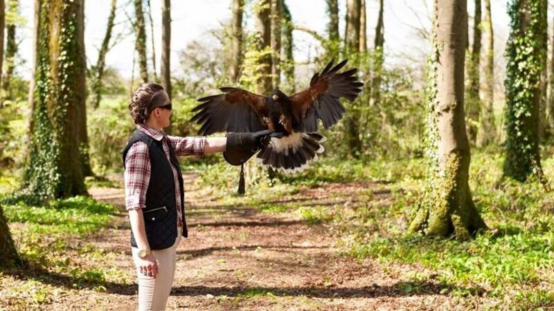 Falconry at Knockranny House Hotel
