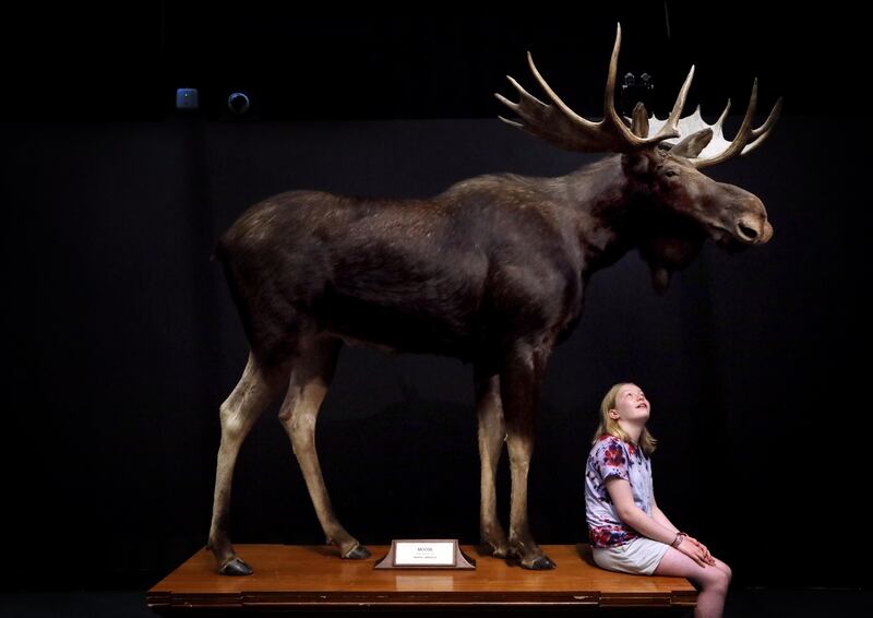 Sadie Hanley (12) at the Dead Zoo Lab, Collins Barracks. Photograph: Mark Stedman
