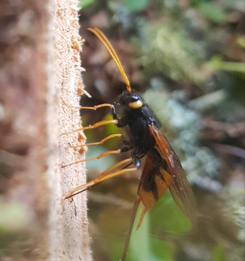 Female sawfly, also called a woodwasp or horntail