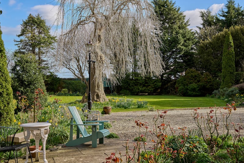Weeping ash in garden