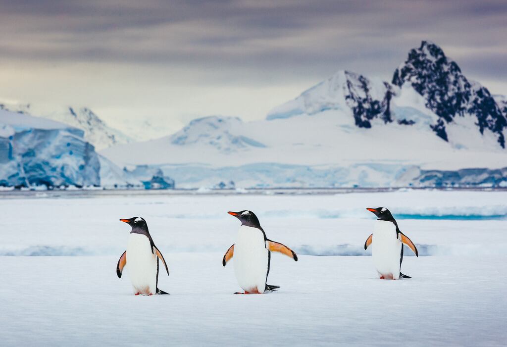 We navigate across 'penguin highways', waiting on the determined waddling dinner-jacketed waiters to pass. Photograph: David Merron/Getty