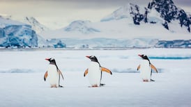 Antarctica  cruise: We have seen whales – their spouts and breaches, their mournful wails – in abundance