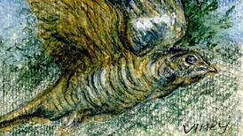 Nightjar falls silent following dire damage to raised bogs