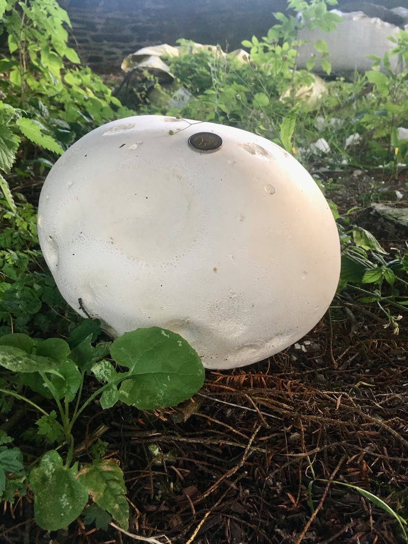 Puff ball mushrooms in the graveyard of the old church in Hollywood. Photograph: Derek Vial