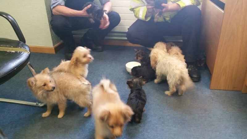 The dogs limber up with gardaí after being released from the metal container. Photograph: Garda/Facebook