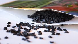 Seeds of an idea: saving our crops for the future