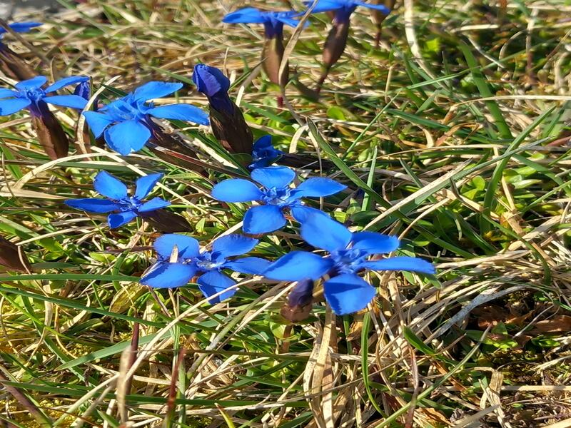 Gentians in the Burren. Photograph supplied by John Dwyer