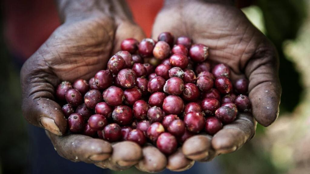 A coffee farmer holds freshly picked coffee cherries. Photograph: Cedric Arnold
