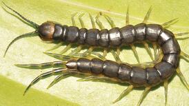 ‘Horrific-looking’ giant centipede found in Laos