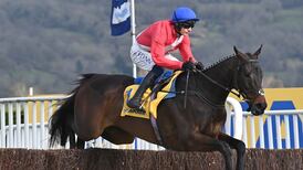 Willie Mullins primed for another Punchestown festival bonanza