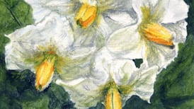 Michael Viney: On my knees again, planting potatoes in the cool, silky soil