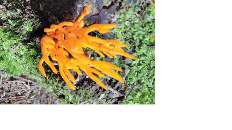Yellow staghorn fungus