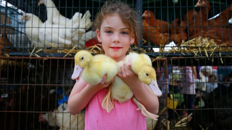 Megan Grant (10) of Slievardagh Poultry with her Aylesbury ducklings at the Tullamore Show. Photograph: Nick Bradshaw