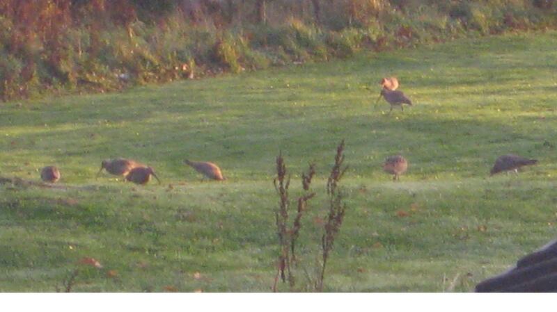 Numbers of curlews from Scotland, England and Scandinavia, arriving to winter here, spotted at St Mary’s football grounds in Galway City
