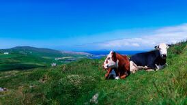 Herding expertise to create a dairy food valley in Cork