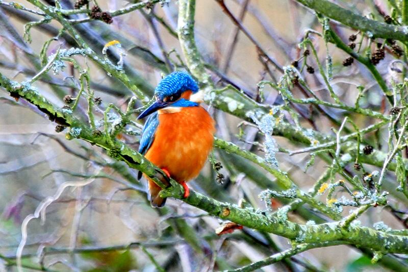 Protecting biodiversity and maintaining wildlife habitats are important parts of conserving our natural heritage.