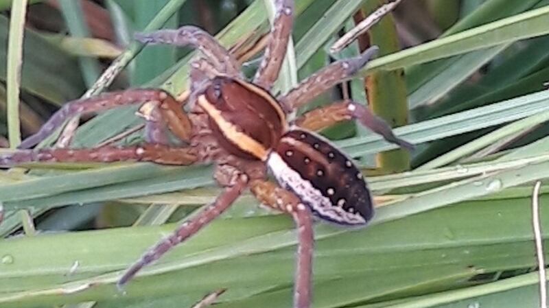 Raft spider in Portumna Forest Park