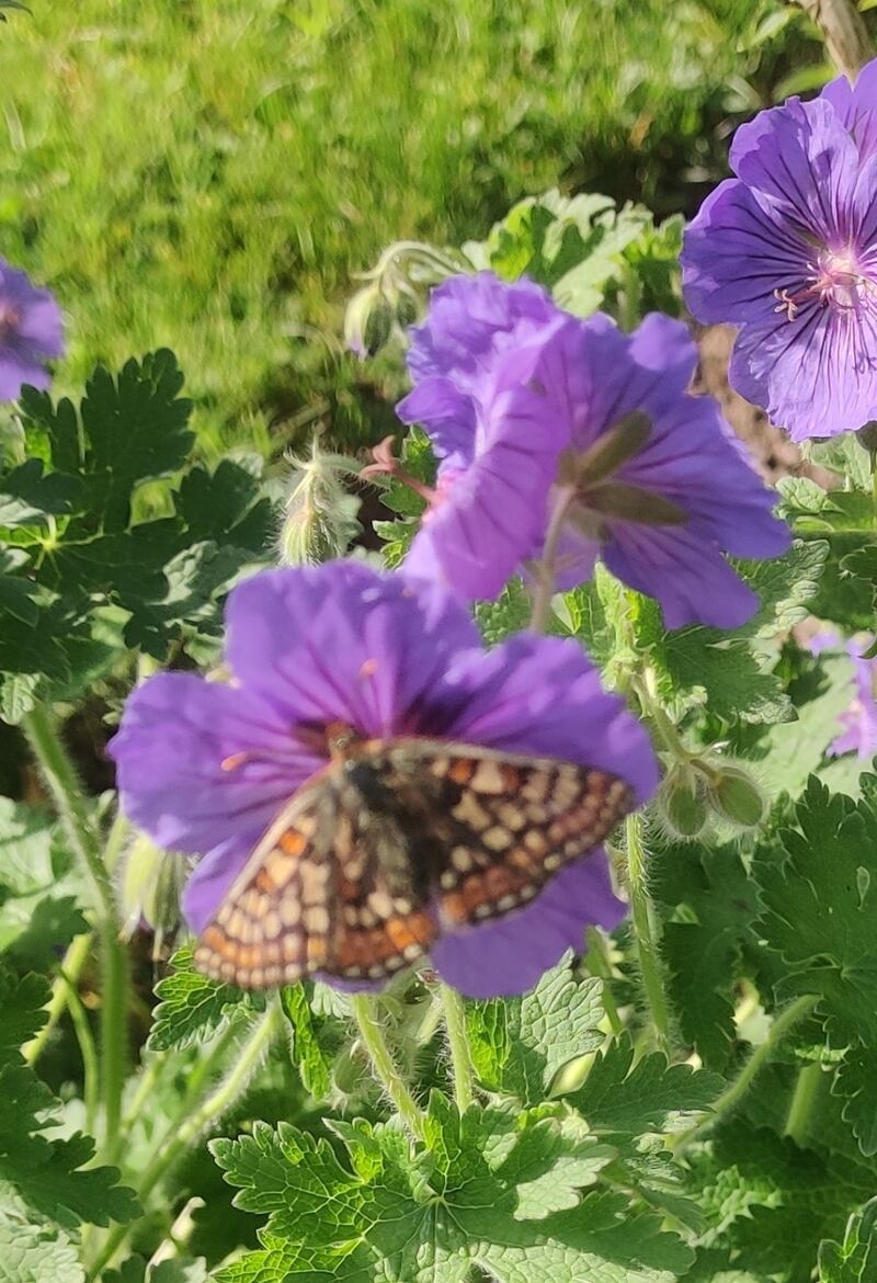 Marsh fritillary butterfly. Photograph supplied by P Kelly