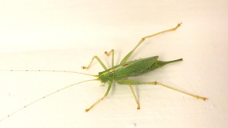 Eyes on nature: the oak bush cricket that Shane Kenny found in his hall