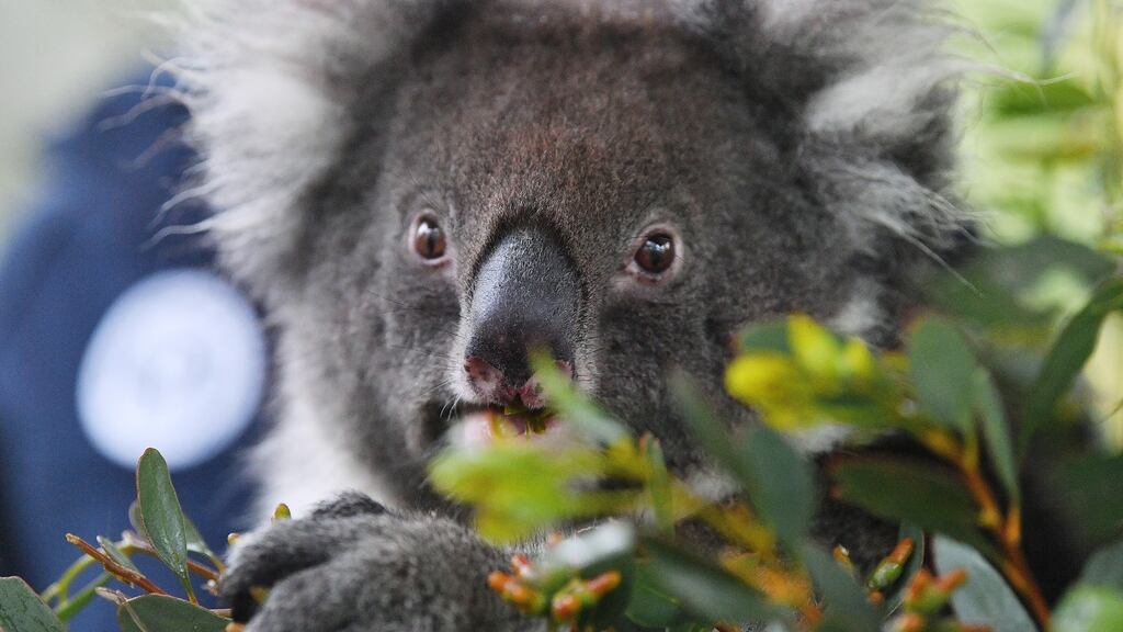 Bel, a 13-year-old Koala, is seen at the Koala enclosure at Cleland Wildlife Park in Adelaide, south Australia. Photograph: David Mariuz/EPA
