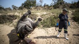 US    strives  to aid  South Africa in   fight against illegal poachers