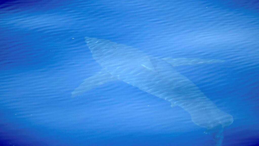 Photo from Alnitak Association shows a great white shark swimming near the south coast of Majorca on June 28th. Photograph: Alnitak/EPA