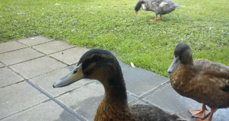 Police have released pictures of the ducks.