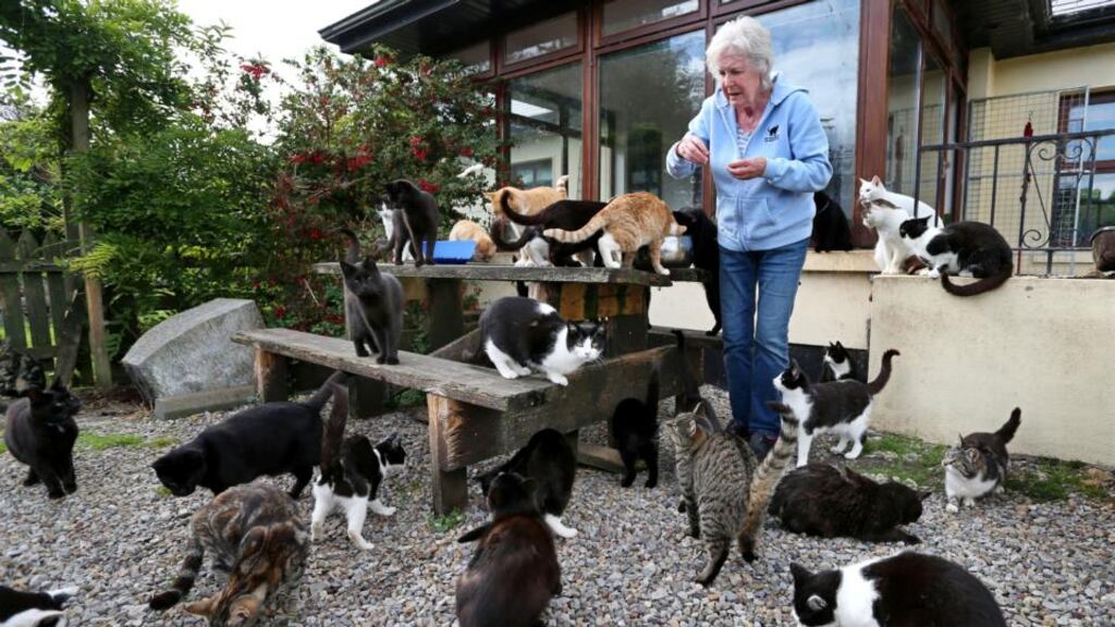 Rhona Lucas feeding the cats at An Cat Dubh Sanctuary at her home at Kylebrack, Loughrea, Co Galway. Photograph: Joe O’Shaughnessy