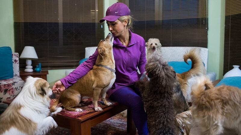 Hoda Sedghi Shamir breeds dogs and also looks after stray dogs and ones who need medical treatment in Tehran. Photograph: Arash Khamooshi via The New York Times
