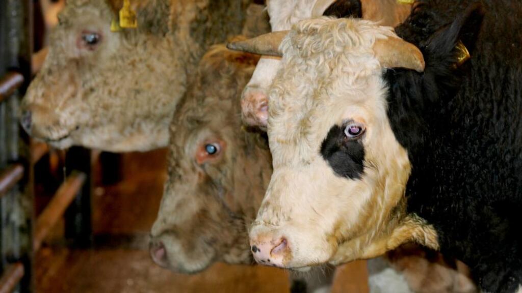 During the past eight months more than 90 cattle have been stolen by gangs of rustlers from farms in Co Monaghan and Co Cavan. File photograph: David Sleator/The Irish Times