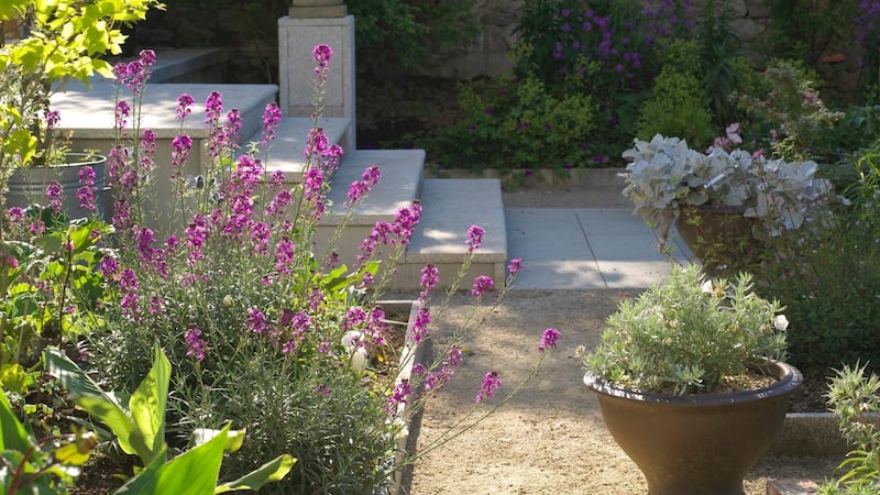 Helen and Val Dillon's new town garden in Monkstown Photo Credit Richard Johnston