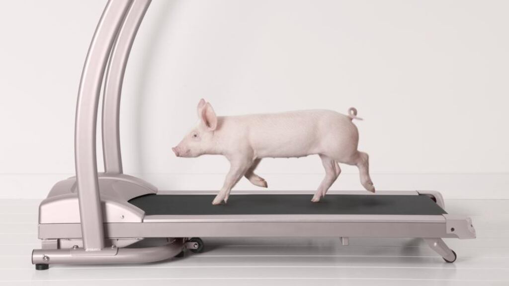 Hot to trot: hunter-gatherer humans can run animals to exhaustion. Photograph: Digital Zoo/Riser/Getty