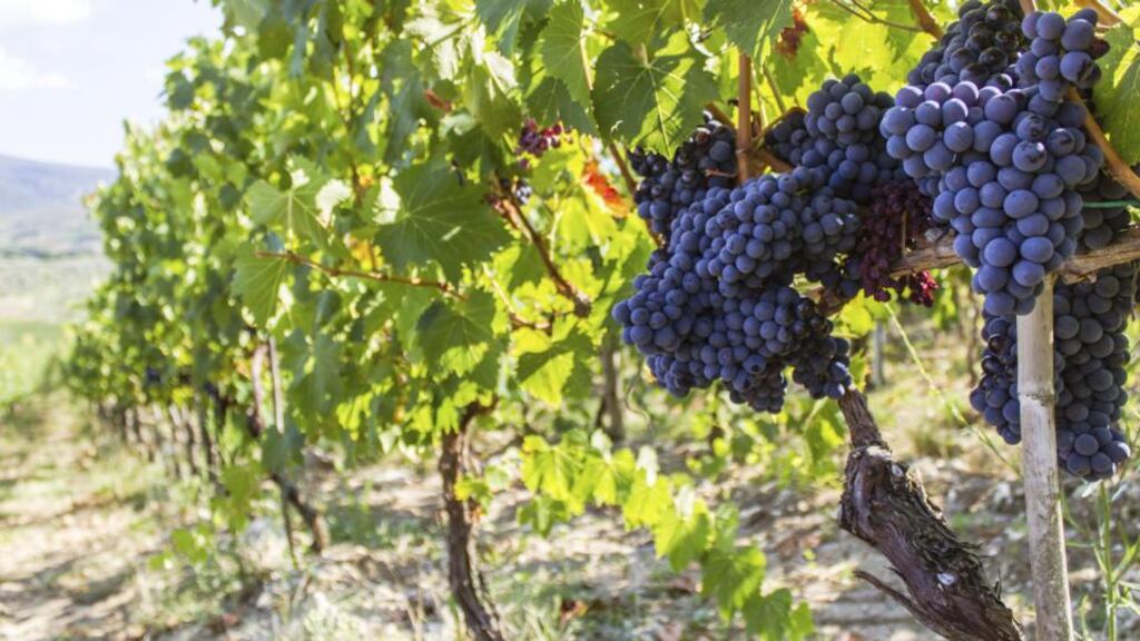 The Italians love lighter red wines, often with a little acidity; perfect with food, the only time they drink wine