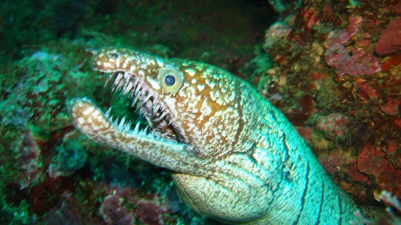 A moray eel in the Poor Knights reserve