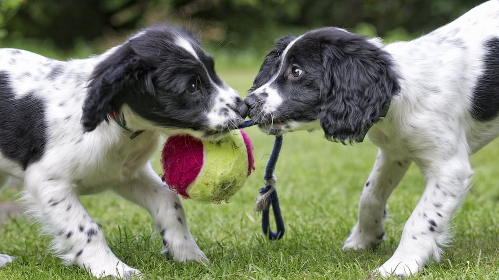 Puppy love. Photograph: iStock