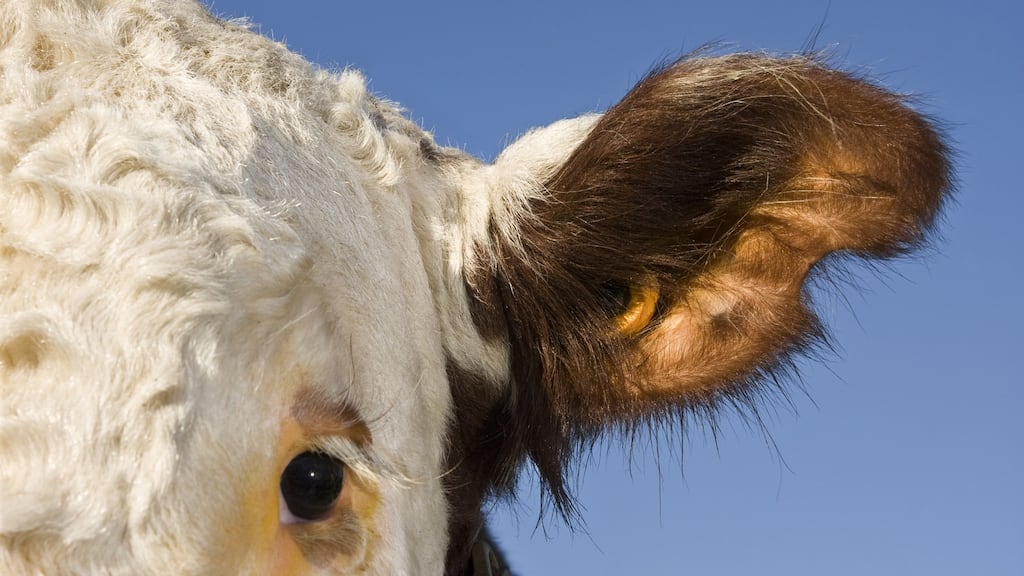 Detail of Hereford cattle with radio frequency identification ear tag.  This is the latest procedure to trace production from birth to the plate. Photograph: iStock