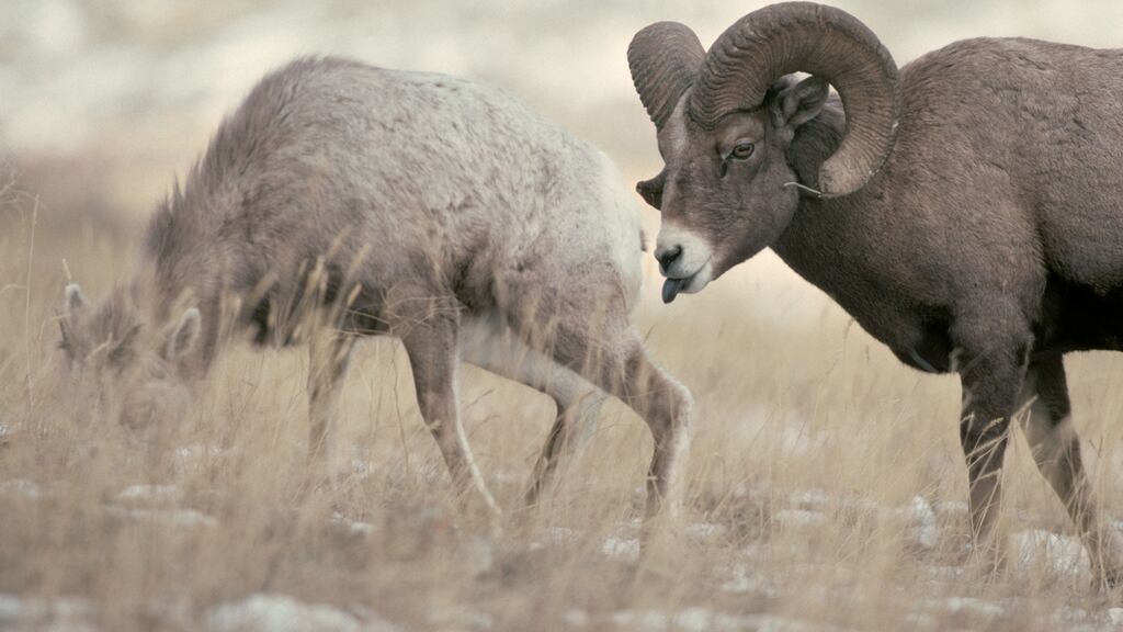 A few sheep stood on a frosted slope in the far distance, and I noticed two rams moving among them and then taking a run at one of the lady sheep. Which didn’t work out so well.