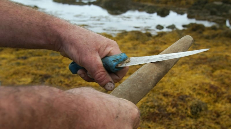 Johnny Cloherty sharpens his knife in preparation for harvesting seaweed near Carna, Co Galway. Photograph: Joe O’Shaughnessy