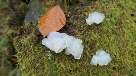 Did these jelly blobs really fall during meteor showers? Readers’ nature queries
