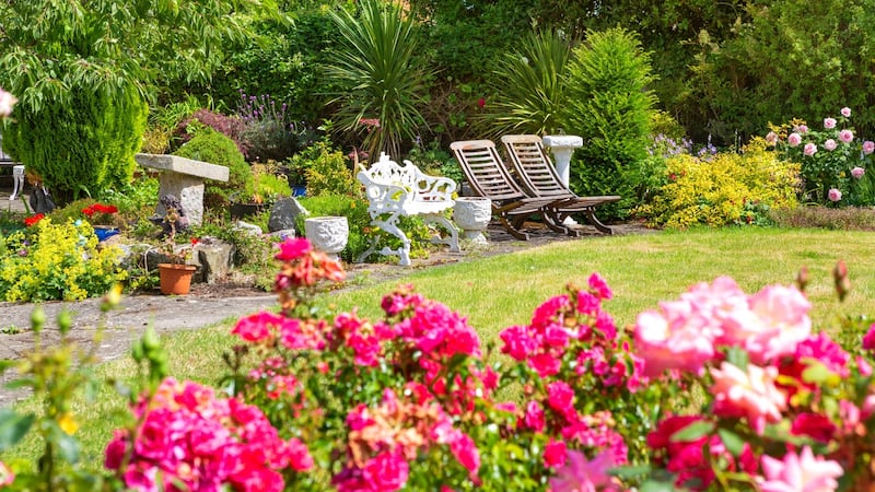 Summer blooms in the rear of Larnaca.
