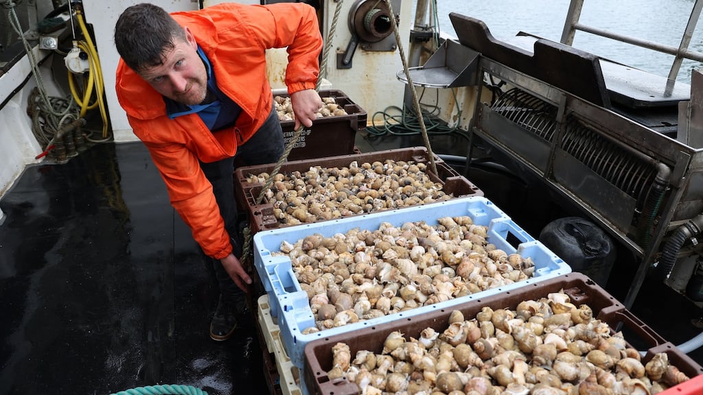 Fisherman Tim Storey on board his fishing boat Centurion, landing a catch of whelks at the pier in new marina. Photograph: Nick Bradshaw