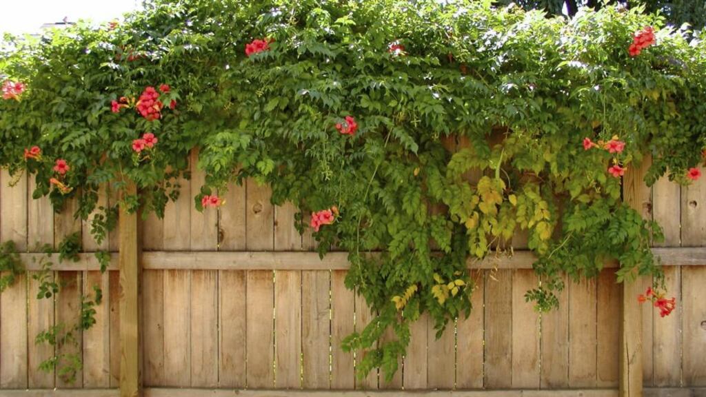 Replacing hedges immediately with a fence deals with security/protection issues that may be of concern to your neighbours
