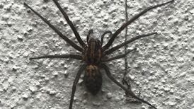 Eye on Nature: Tomatoes growing on the beach in Louth