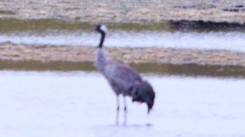 Common crane